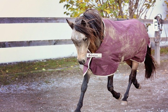 How To Measure A Horse For A Blanket Cornerstone Equine Academy