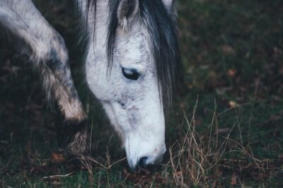 20 Must-Have Items in Your Horse First Aid Kit