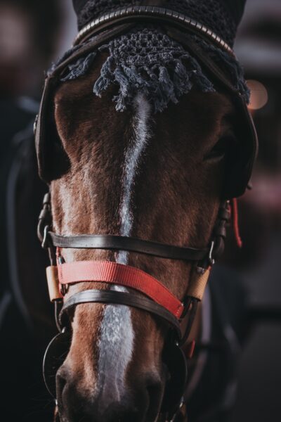 How to Ensure Your Bit and Bridle Fit Correctly