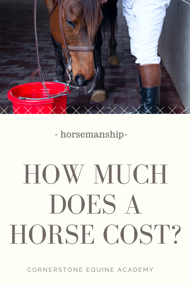 How Much Does a Horse Cost? Cornerstone Equine Academy