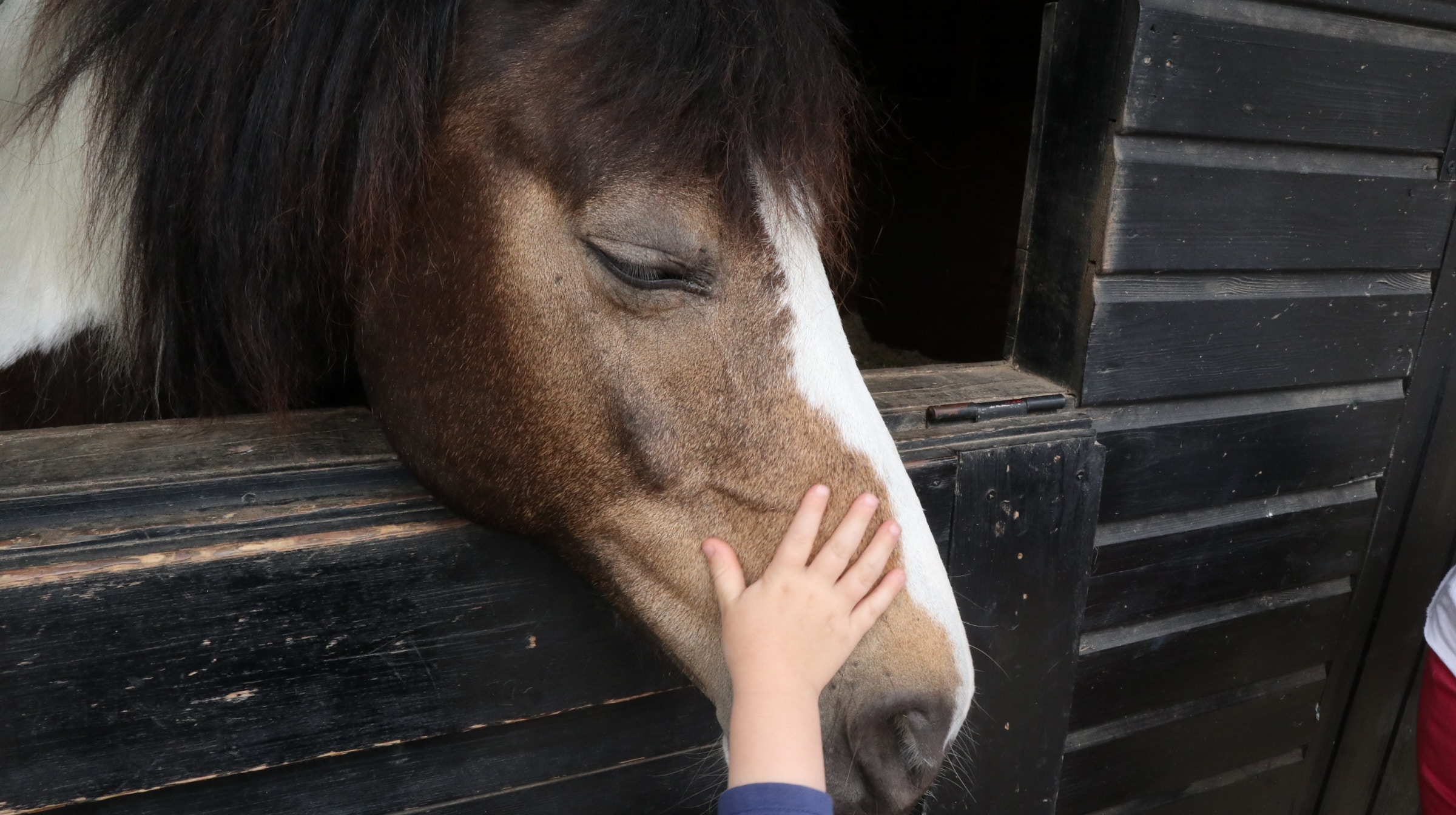 How Much Does a Horse Cost?