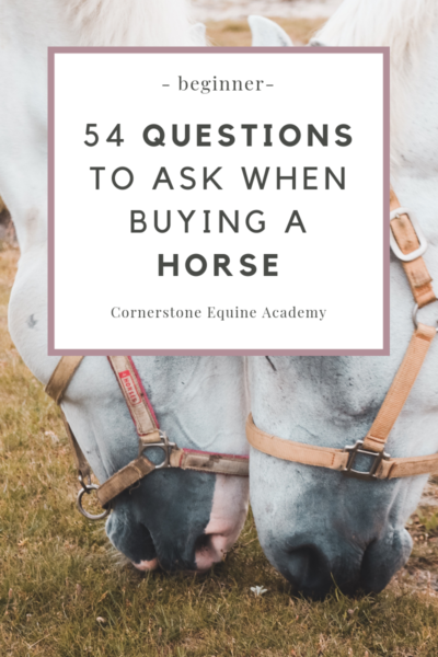 Questions to Ask When Buying a Horse