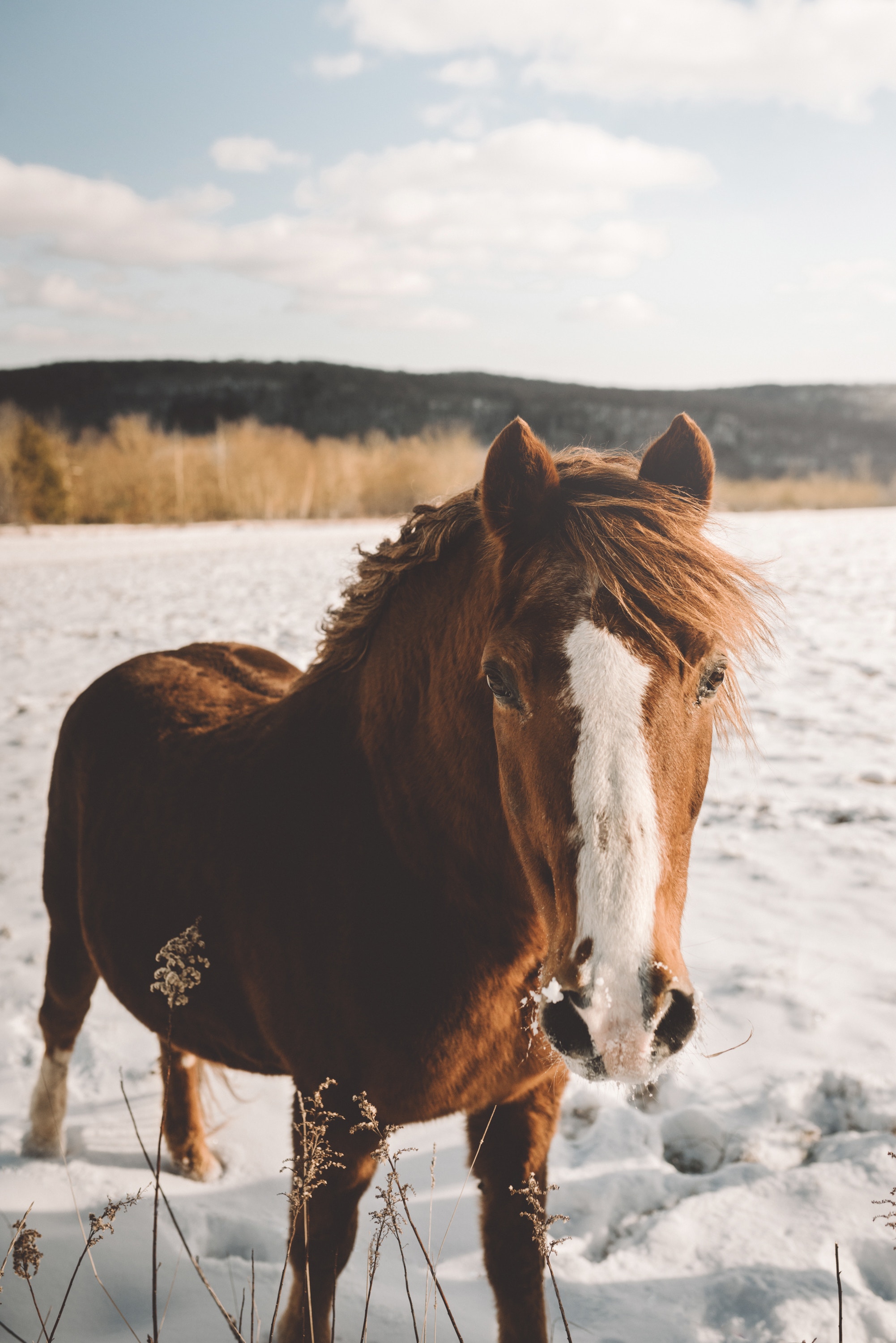 How to Create a Customized Horse De-Worming Schedule