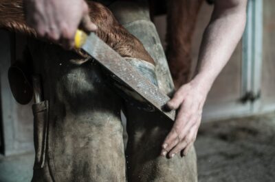 Laminitis in Horses – What Causes It, Symptoms and Treatment