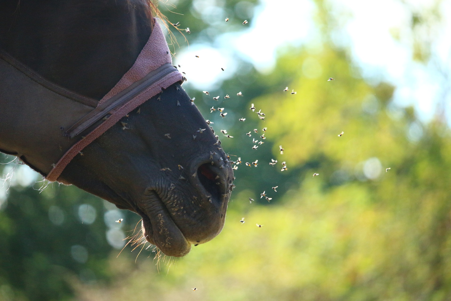 Homemade Fly Spray With Essential Oils