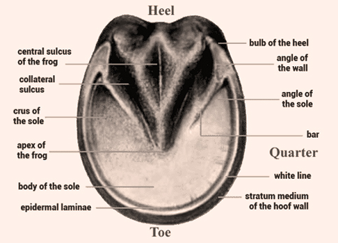 Thrush – What it is, How to Prevent it, and How to Treat it