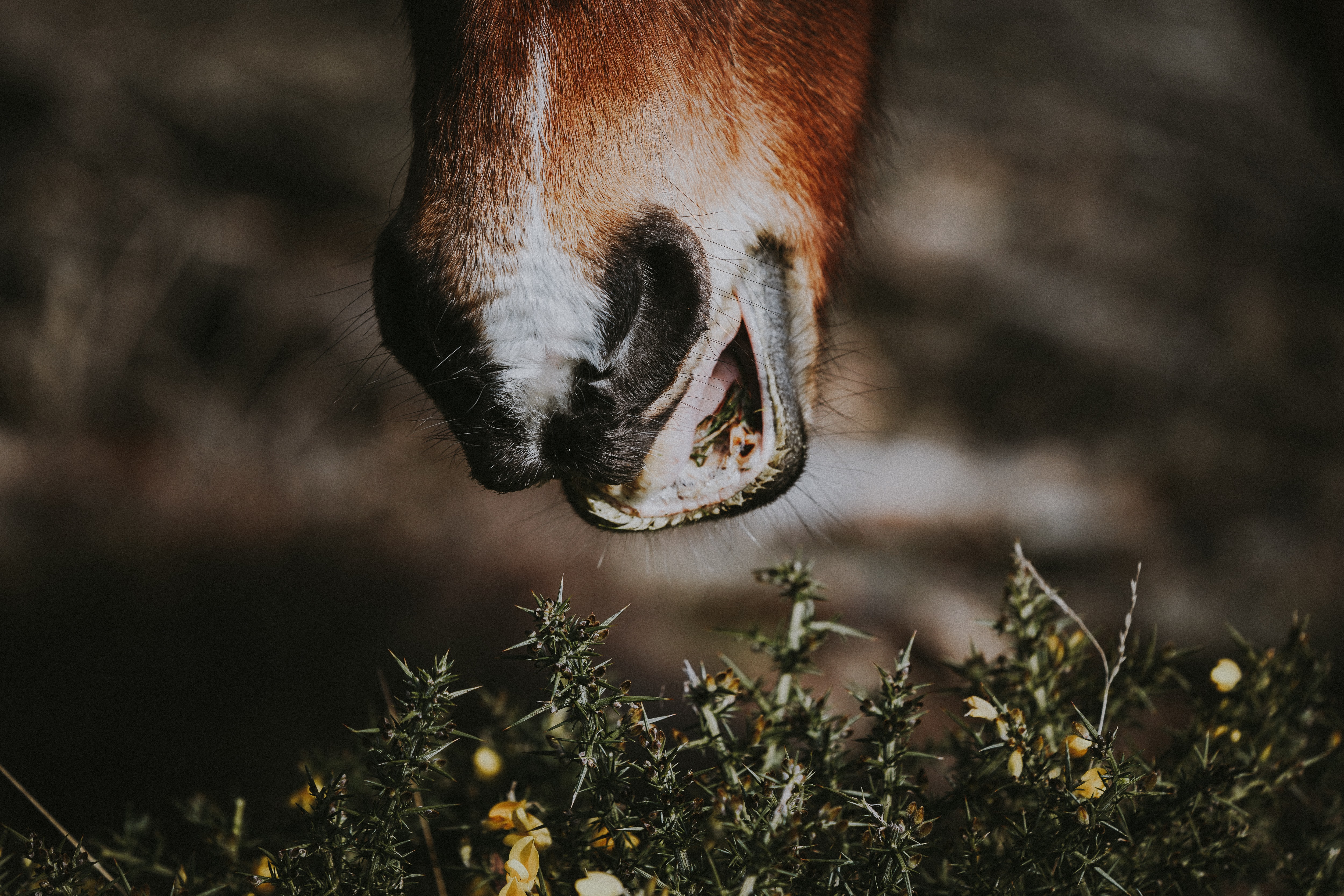 The Top 10 Poisonous Plants For Horses