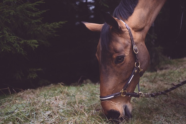 How to Put Weight on a Skinny Horse