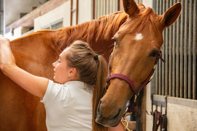 The Visual Exam You Should Do Everyday On Your Horse