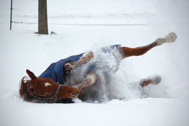 The Ultimate Guide to Blanketing Horses