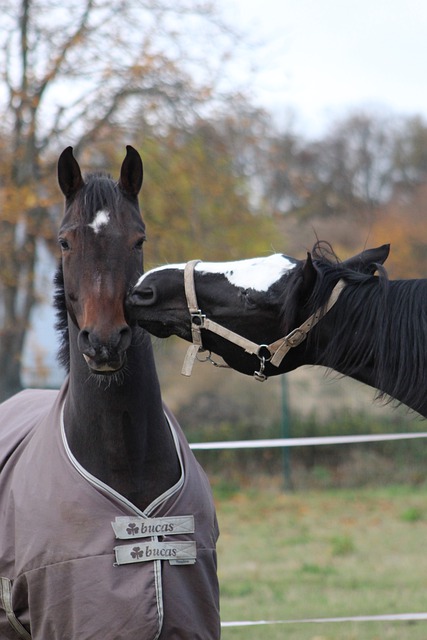 How to Measure a Horse for a Blanket