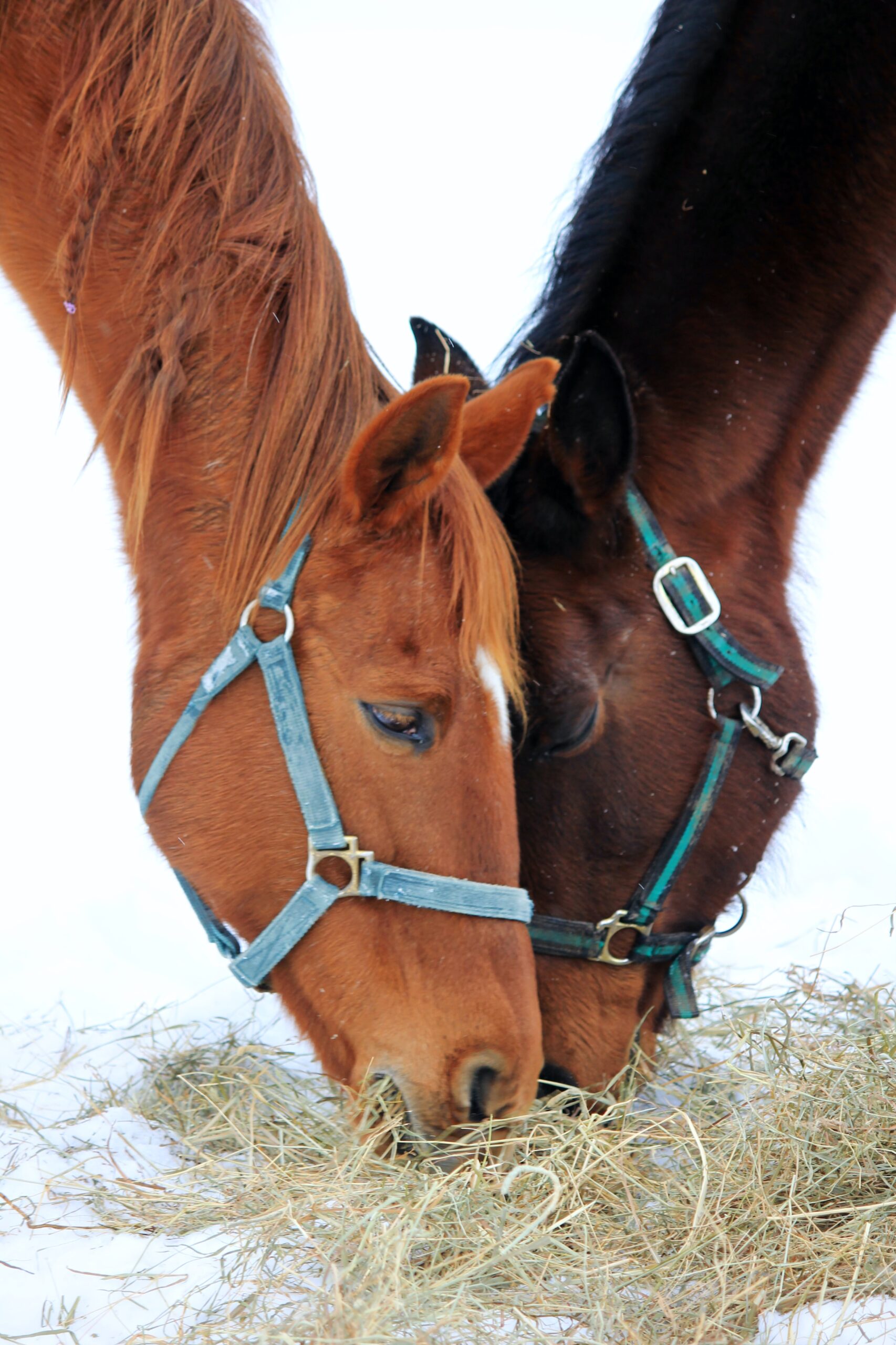 Caring For Horses in Winter
