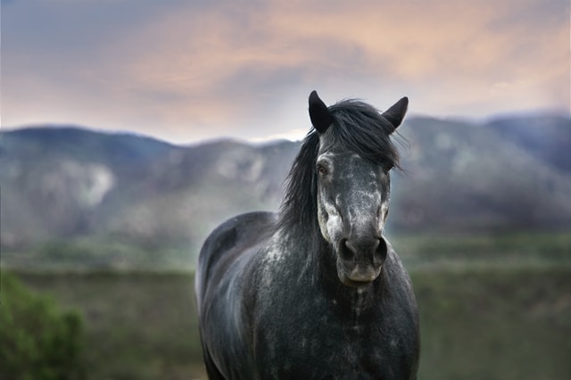 89 Best Grey Horse Names