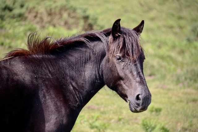 5 Best Horse Fly Sprays