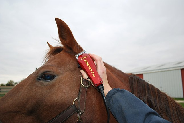 6 Best Horse Clippers for Body Clipping