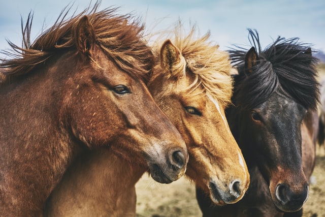 The Secret of Horse Colors – What They Are and How They’re Made