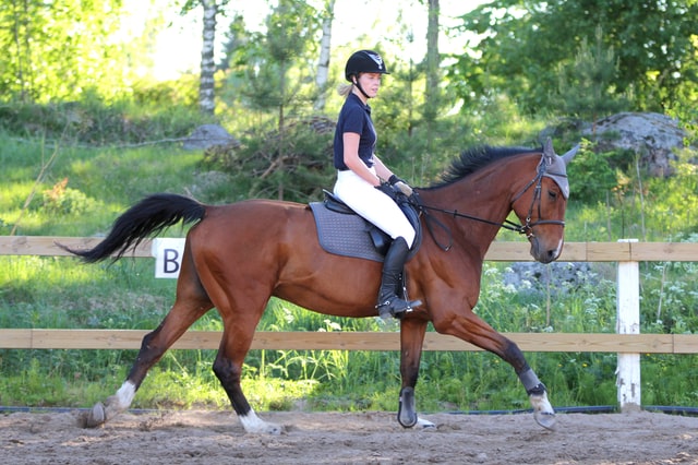 7 Best Horse Riding Helmets For Under $100