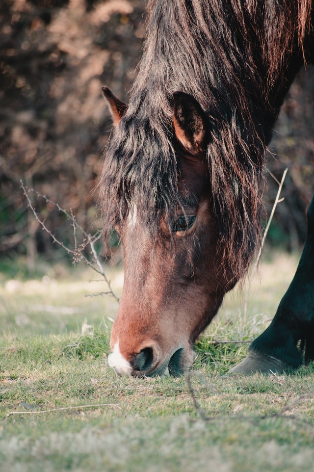 How Much Does a Horse Weigh?