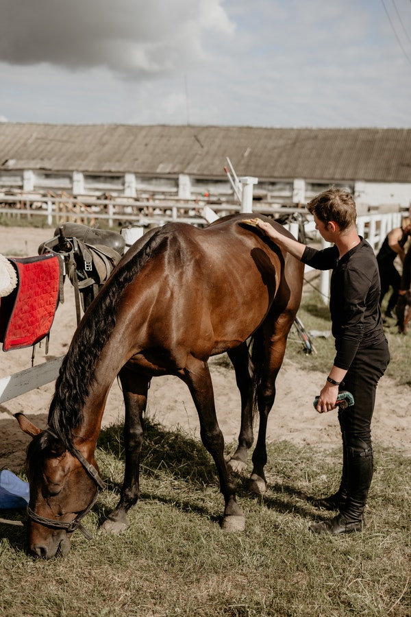 Kissing Spine in Horses