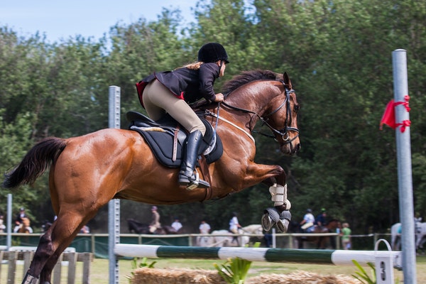 20 Motivational Quotes for the Equestrian