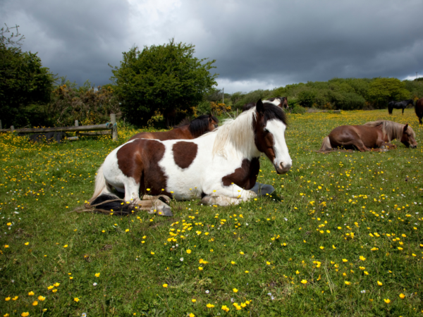 Horse Lying Down – Is It Normal?