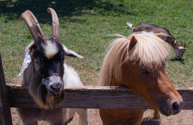 How Much Does A Miniature Horse Cost?