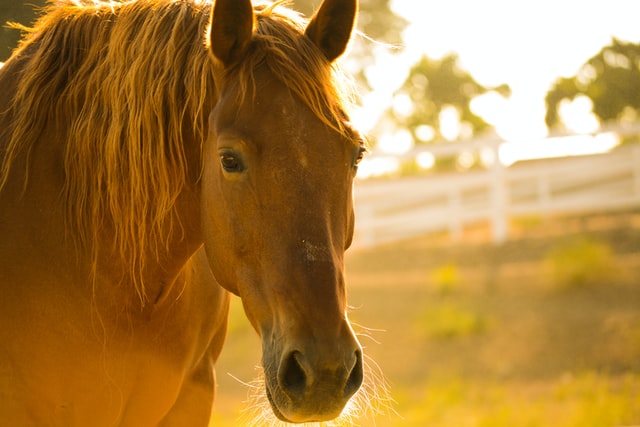 The quarter horse is a popular American Horse Breed
