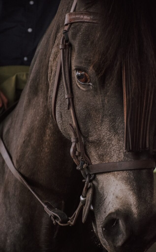 close up of a cold blooded horse breed