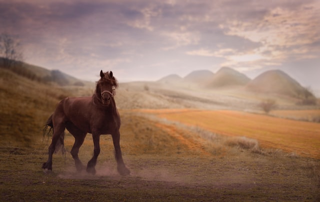 large draft horse