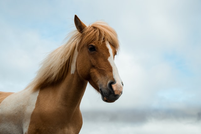 a paint horse pony