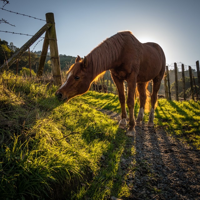 An Arabian horse eating grass