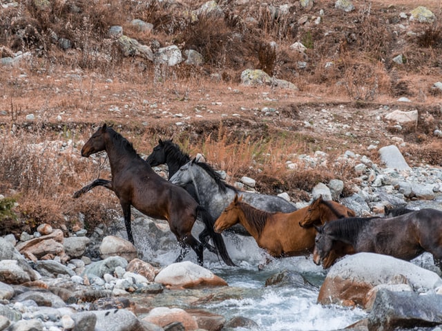 a herd of mustangs crossing a stream