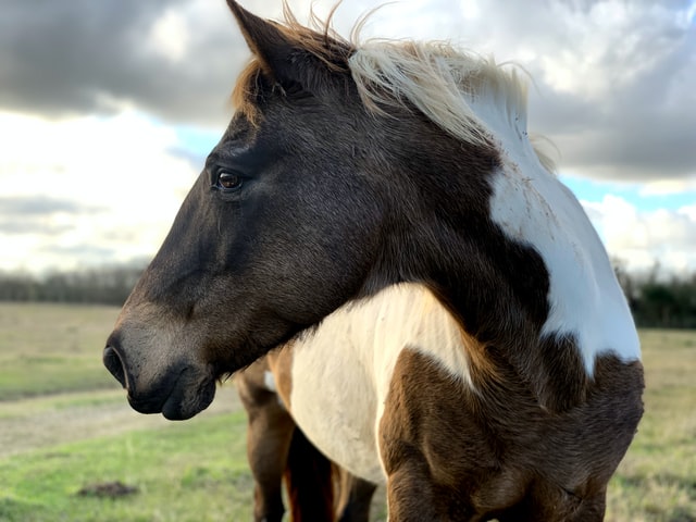 Spotting the Difference: There is more to Appaloosa horses than their coats