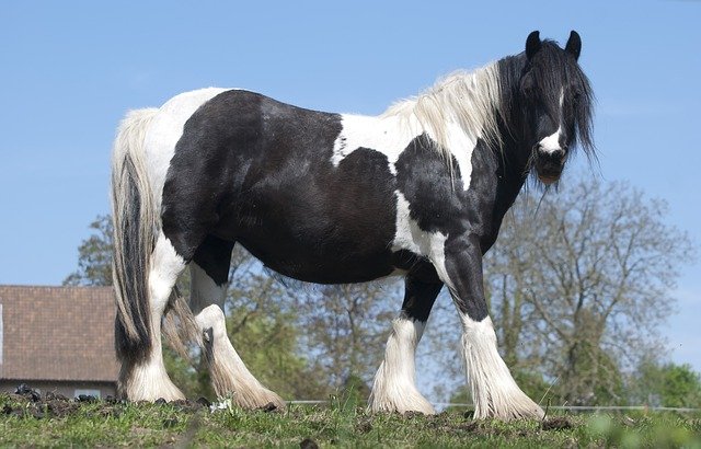 cold blooded pony breeds