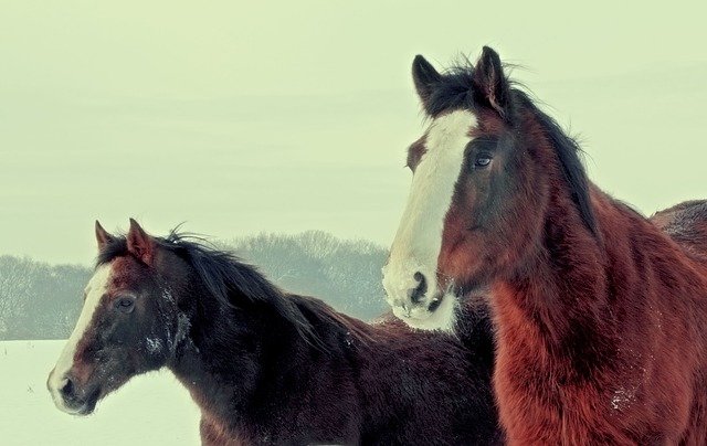 two large draft horses