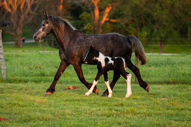 A large paint draft foal as an American Horse Breeds