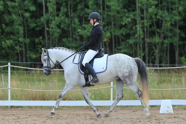 exercises for building a better topline on a horse