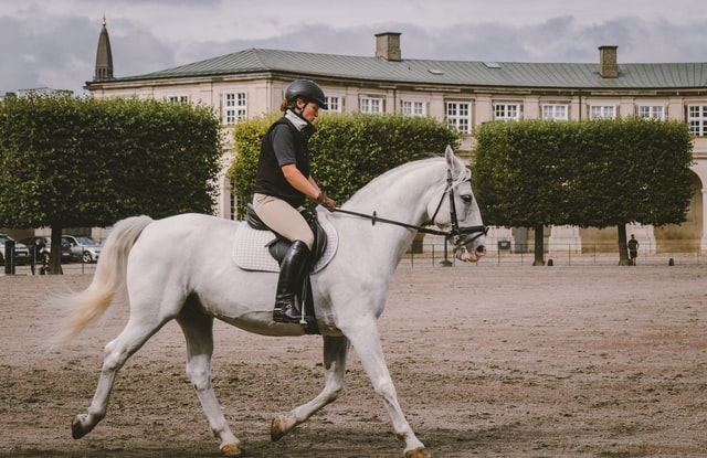 exercises for building a better topline horses