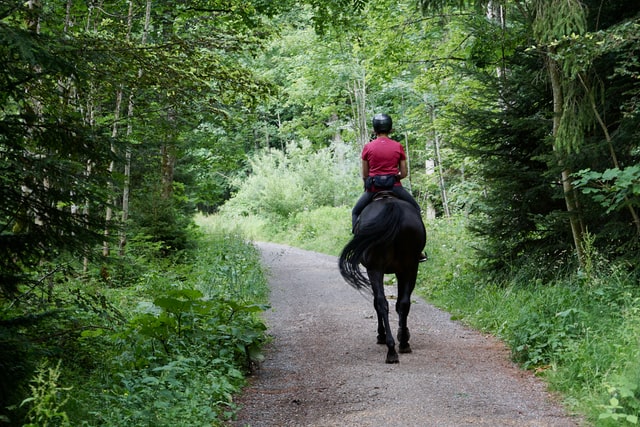 how to build a better topline on a horse