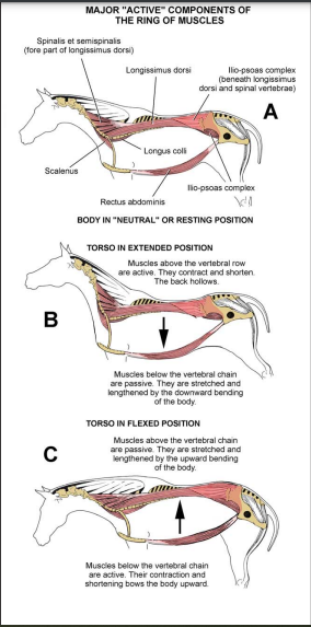 ring of muscles on horses