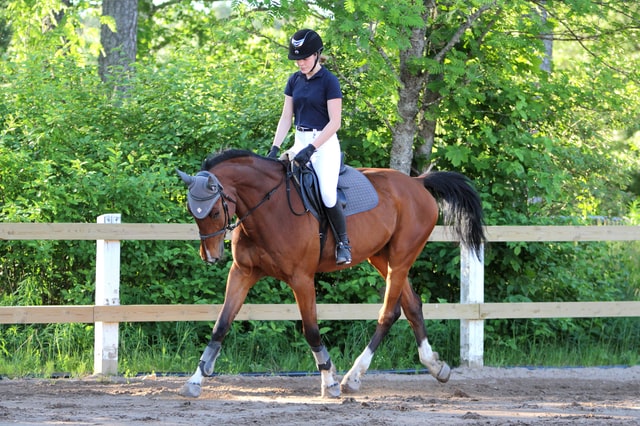 How to Build a Better Topline on a Horse