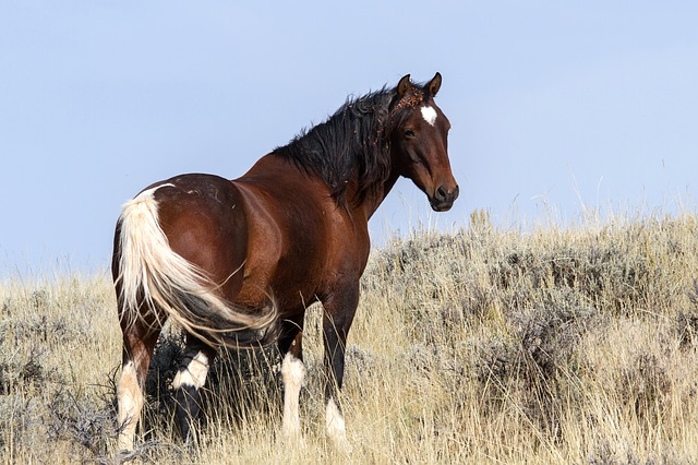 American Mustang