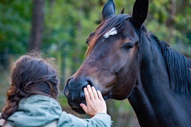 78 Unique Things to Desensitize Your Horse To