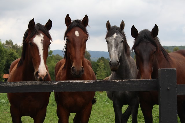 5 Easy Steps to Introduce a New Horse