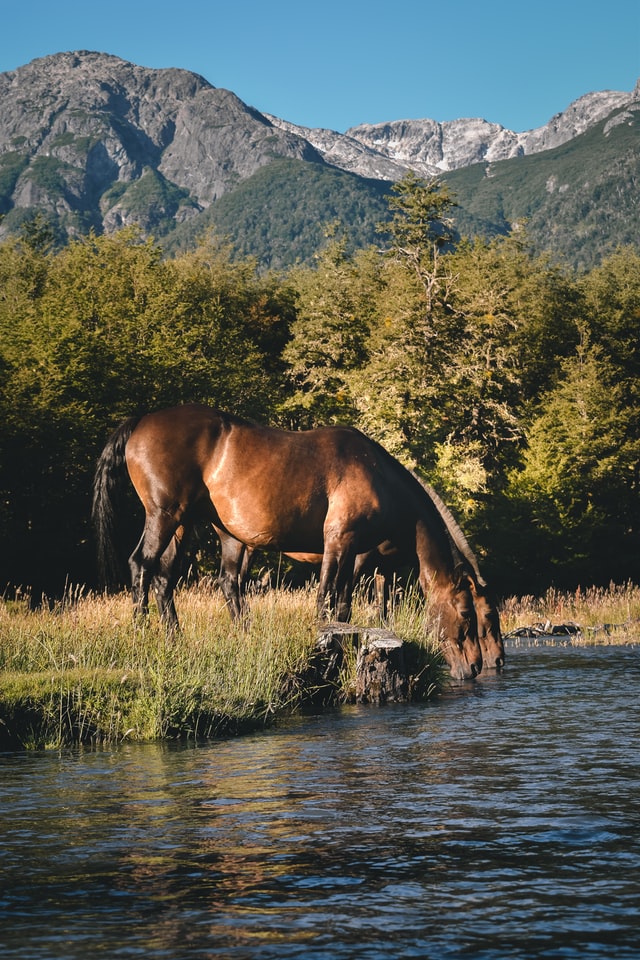 How Much Water Do Horses Drink?