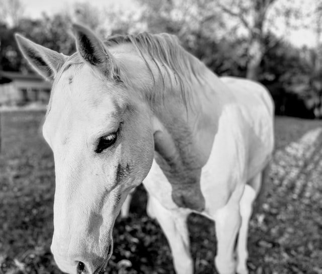 How to Care for Your New Rescue Horse