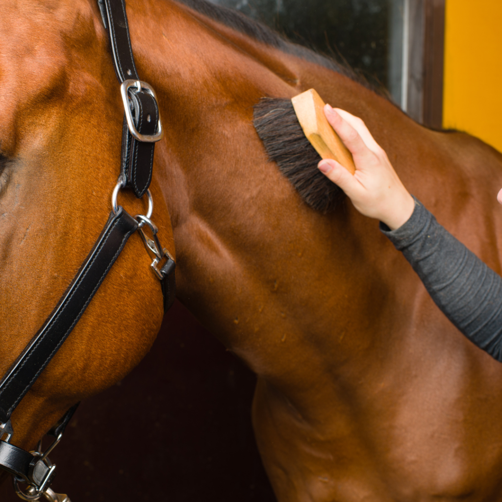 a person grooming a horse with a brush from their horse grooming kit