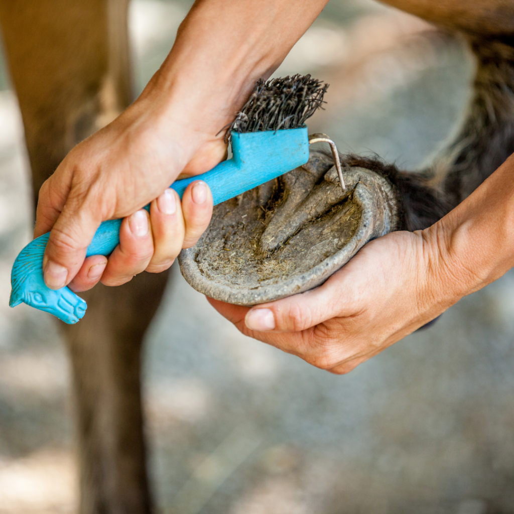 a person picking out a hoof with a hoof pick from their horse grooming kit