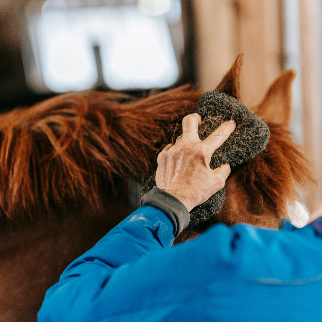 a person sponging off a horse