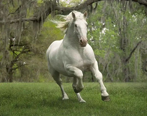 The American Cream Draft Horse Breed